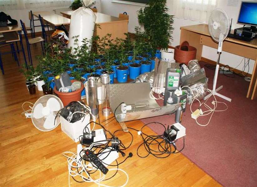 trava laborotorij.jpg