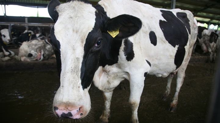 Najljepše grlo na izložbi stoke u Zlataru - Šampionka Renata