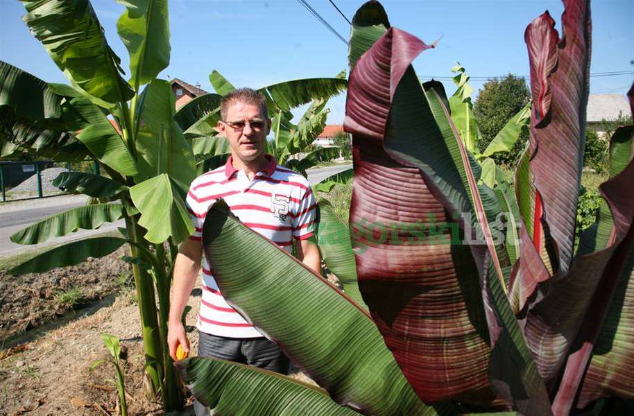 zagorje_exotik king1_10082012_17.jpg