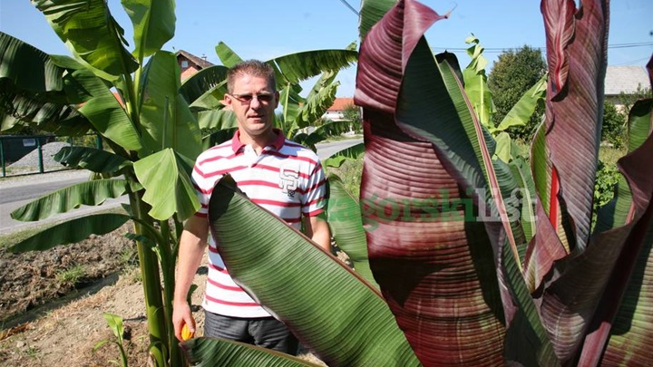 zagorje_exotik king1_10082012_17.jpg