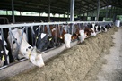 Na zlatarskoj farmi u uzgoju je oko 140 krava