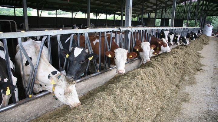 Na zlatarskoj farmi u uzgoju je oko 140 krava