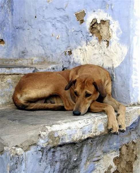 AKCIJA ZAŠTITIMO ŽIVOTINJE.jpg