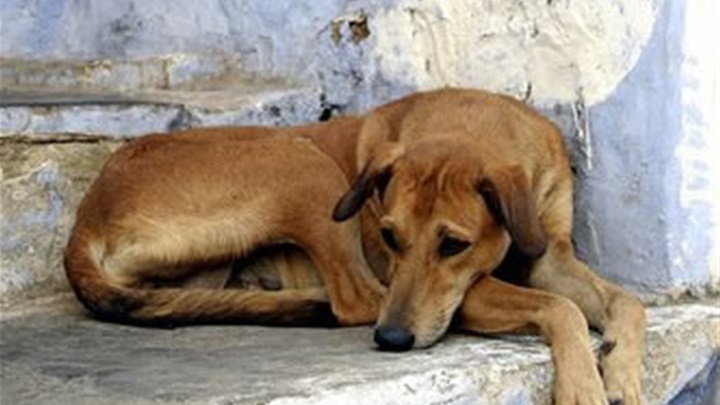 AKCIJA ZAŠTITIMO ŽIVOTINJE.jpg